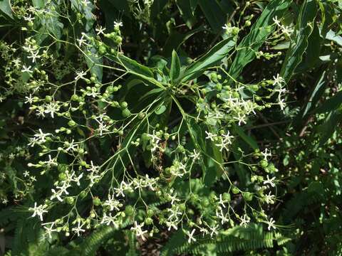 Imagem de Clerodendrum cyrtophyllum Turcz.