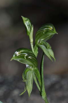 Слика од Pterostylis stenosepala (D. L. Jones) G. N. Backh.