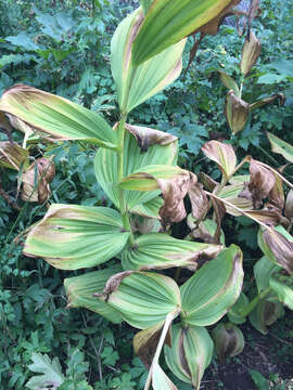 Image of California false hellebore