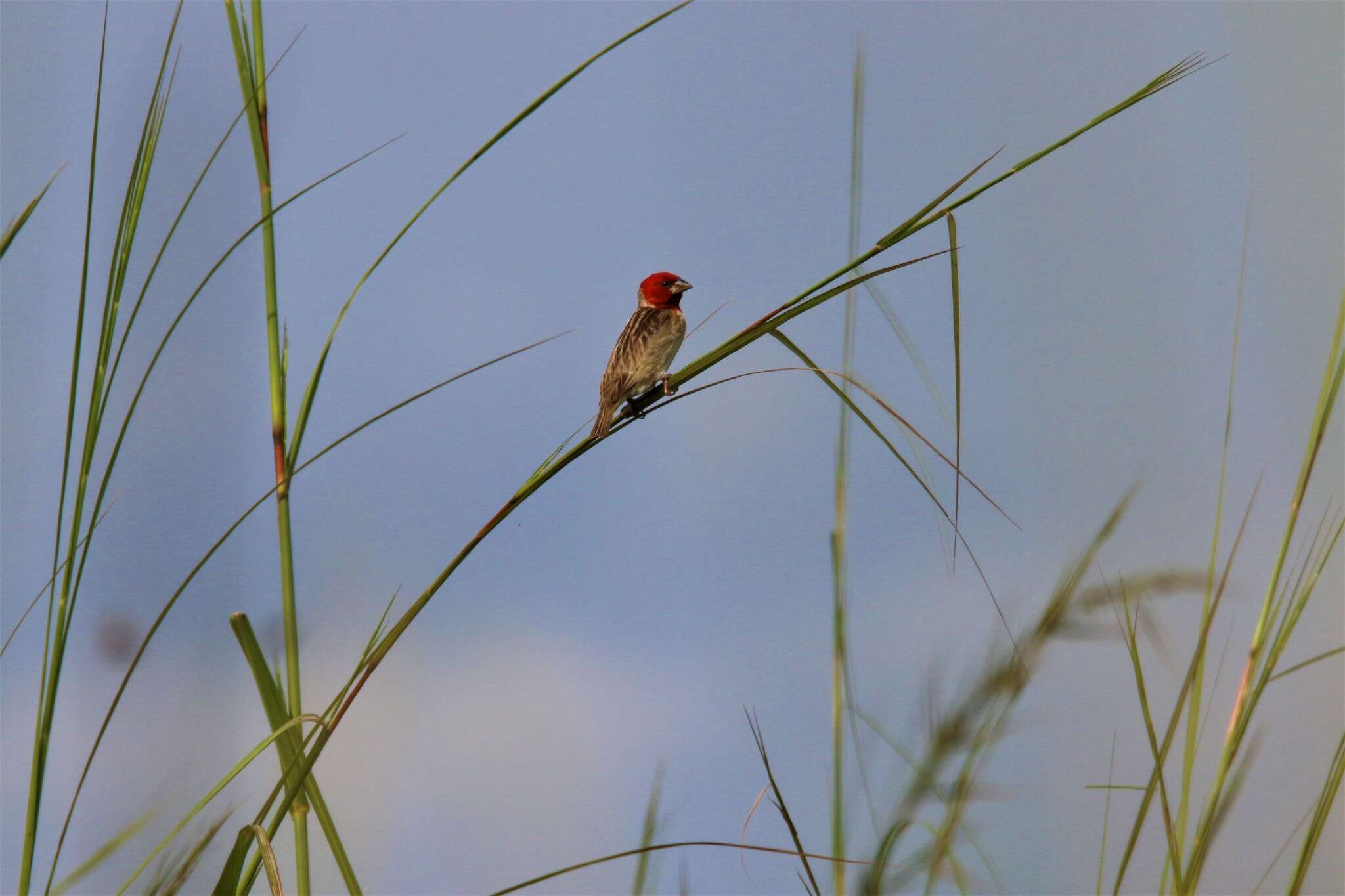 Image of Red-headed Quelea