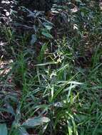 Image of Catchfly Grass