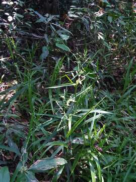 Image of Catchfly Grass