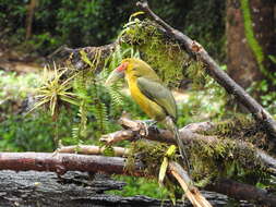 Image of Saffron Toucanet