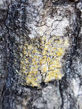 Image of orange lichen