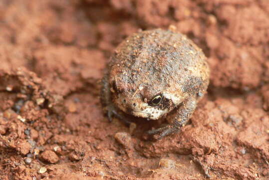 Image of Common Rain Frog