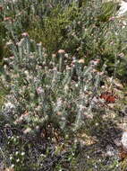 Plancia ëd Leucospermum wittebergense Compton