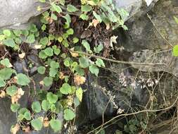 Image of Heuchera longipetala var. orizabensis (Hemsl.) R. A. Folk