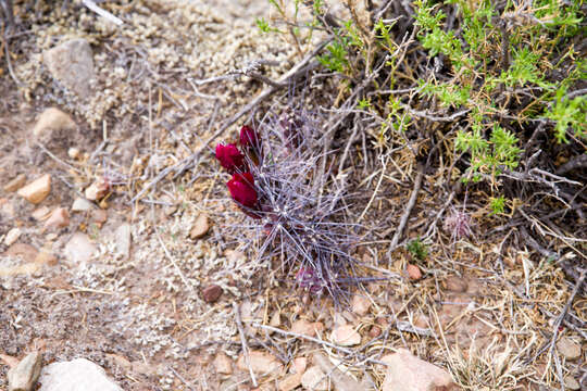 Image of Tephrocactus nigrispinus (K. Schum.) Backeb.