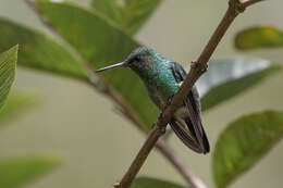 Image of Steely-vented Hummingbird