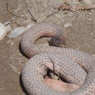 Image of Olive Sea Snakes