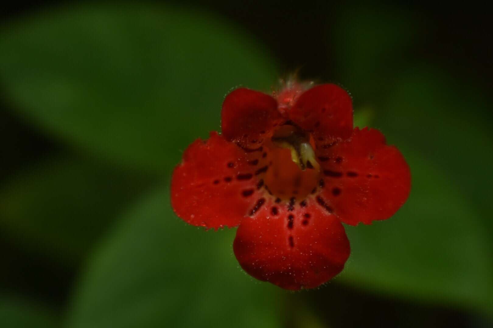 Image de Kohleria grandiflora L. P. Kvist & L. E. Skog