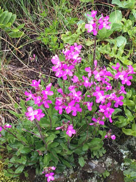 Image of rose rockcress