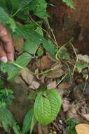 Image de Dioscorea hispida Dennst.