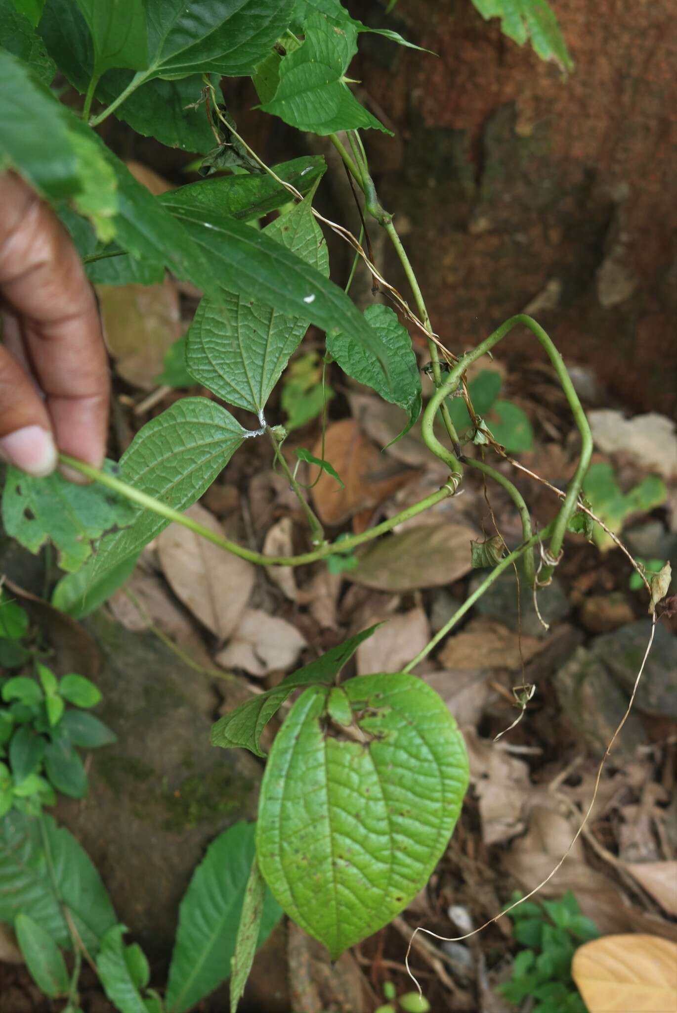 Image de Dioscorea hispida Dennst.