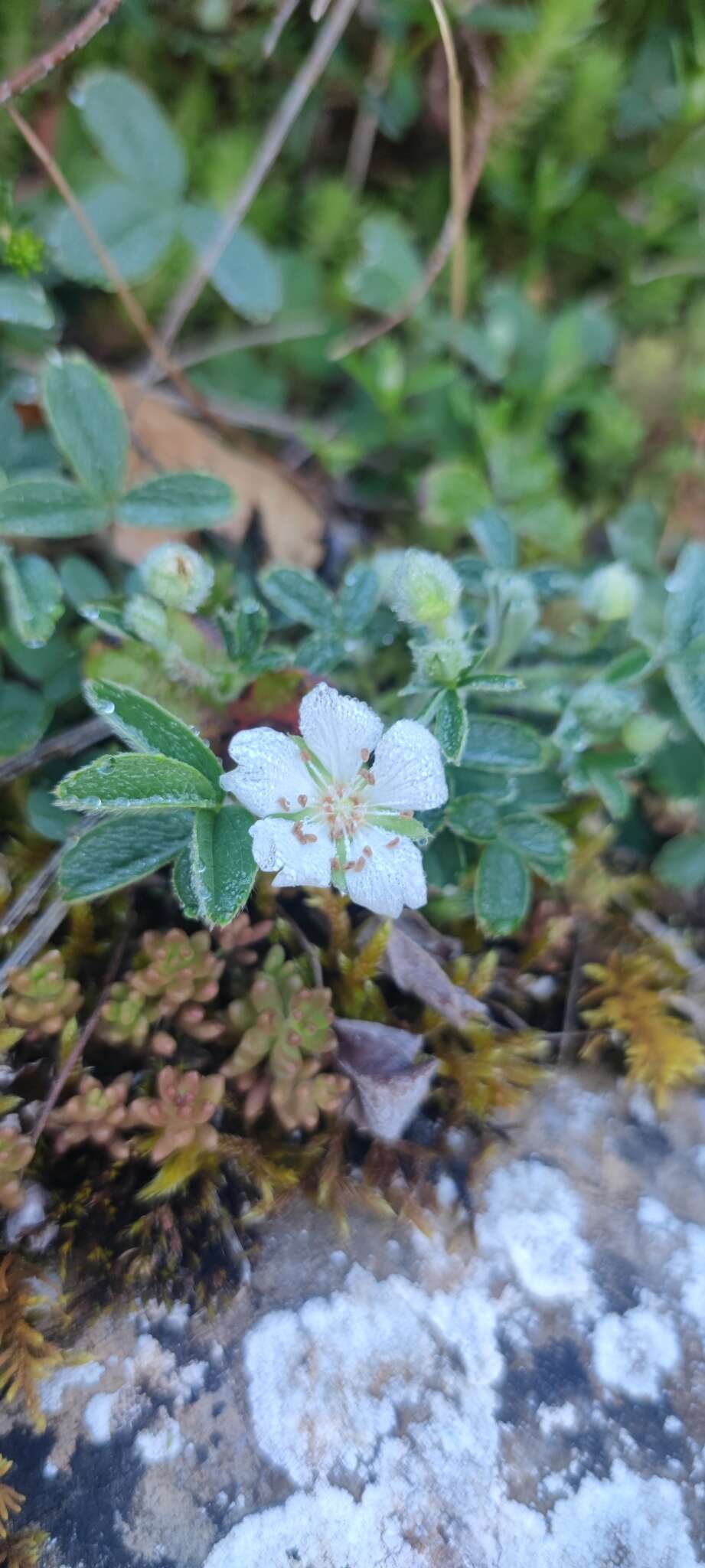 Image of Potentilla montana Brot.