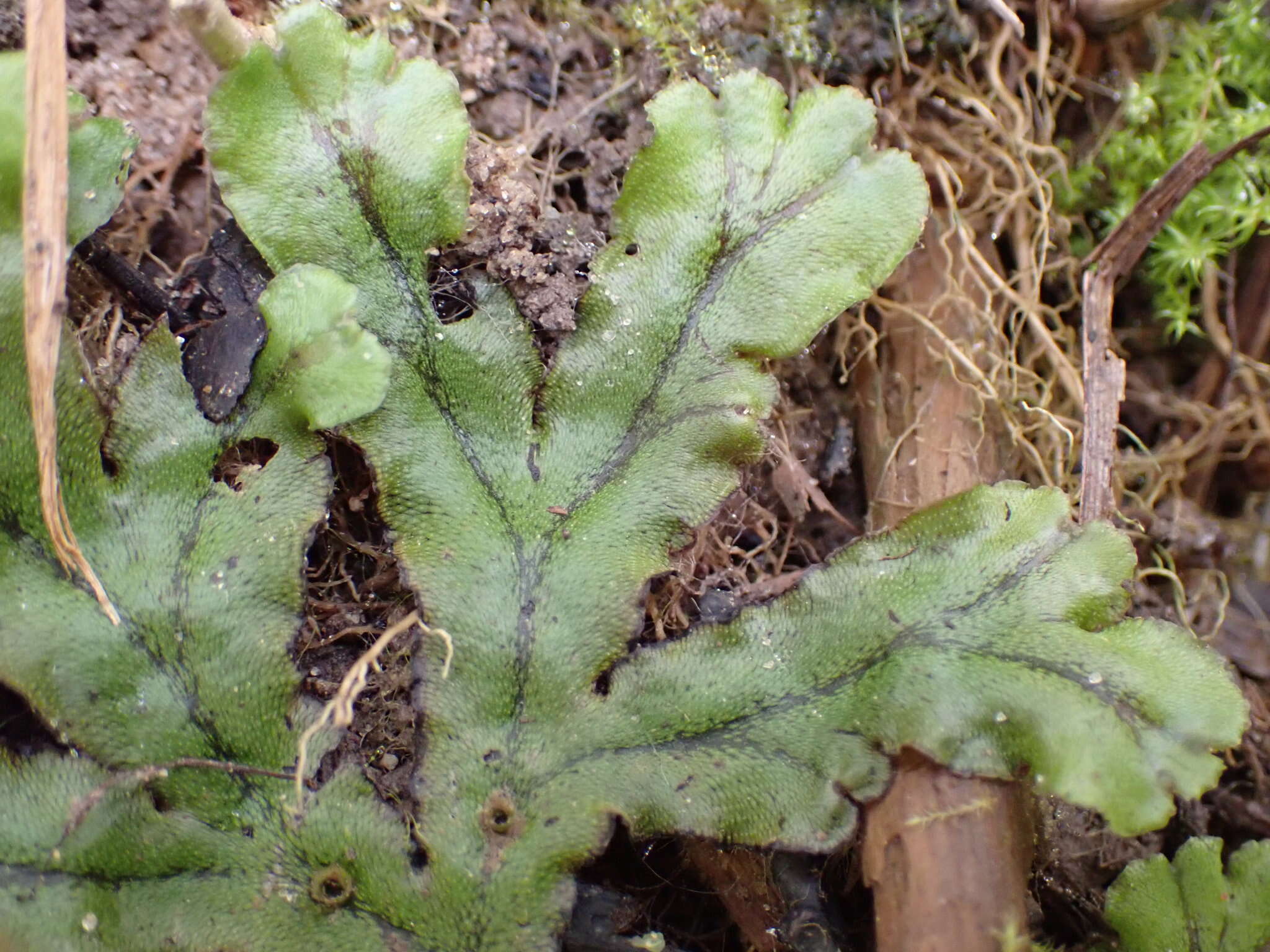 Image of Marchantia polymorpha subsp. polymorpha L.