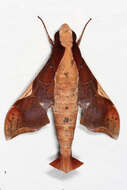 Image of Callionima nomius (Walker 1856)