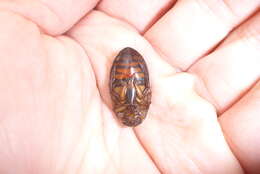 Image of Understriped Diving Beetle