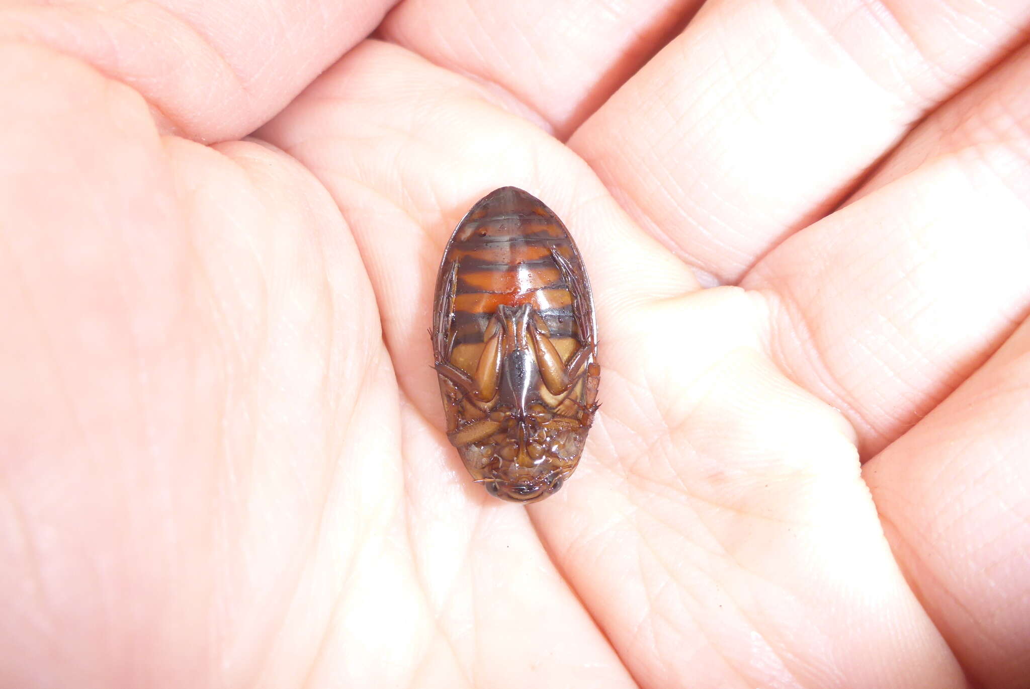 Image of Understriped Diving Beetle