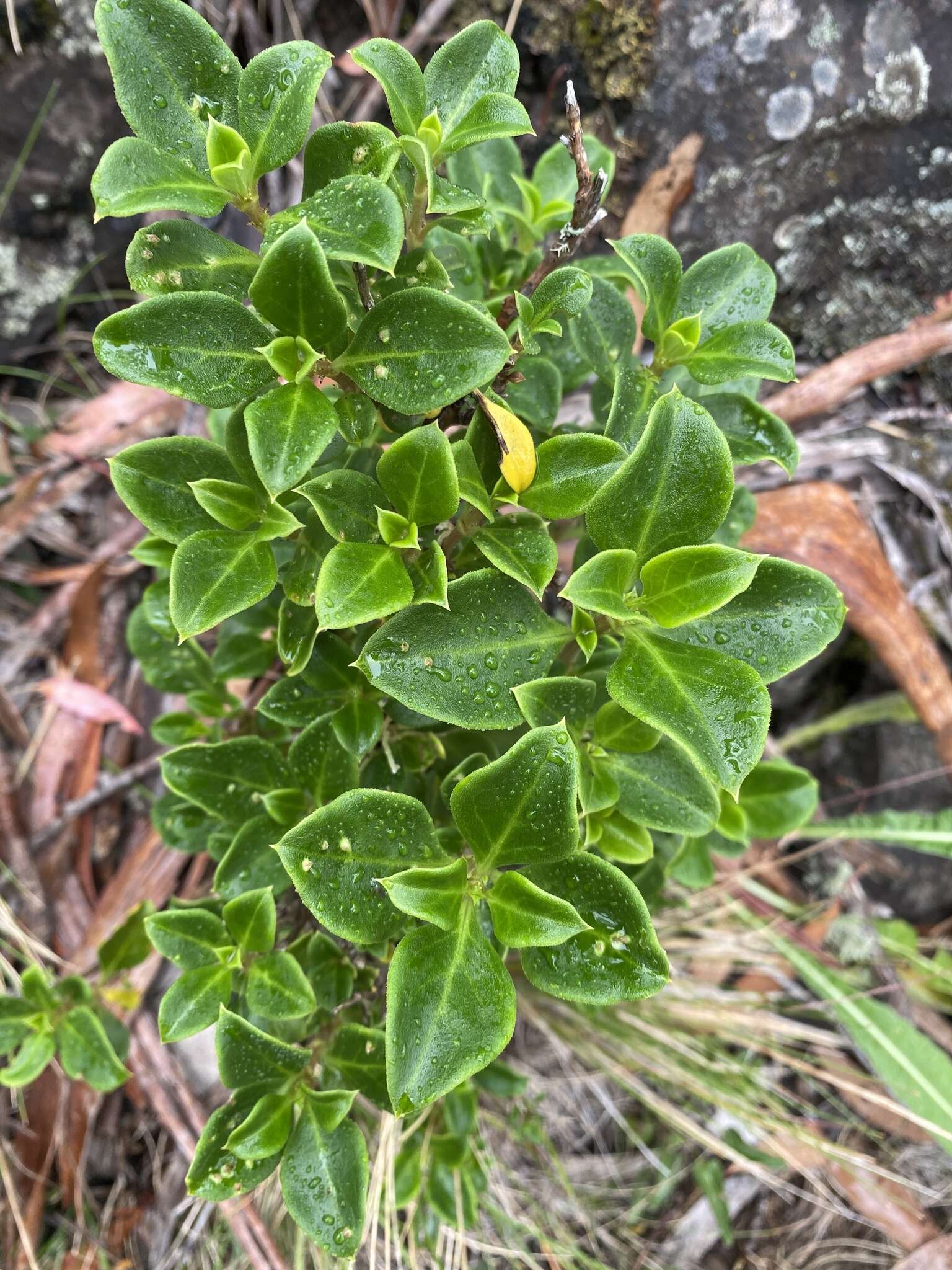 Image of Coprosma hirtella Labill.