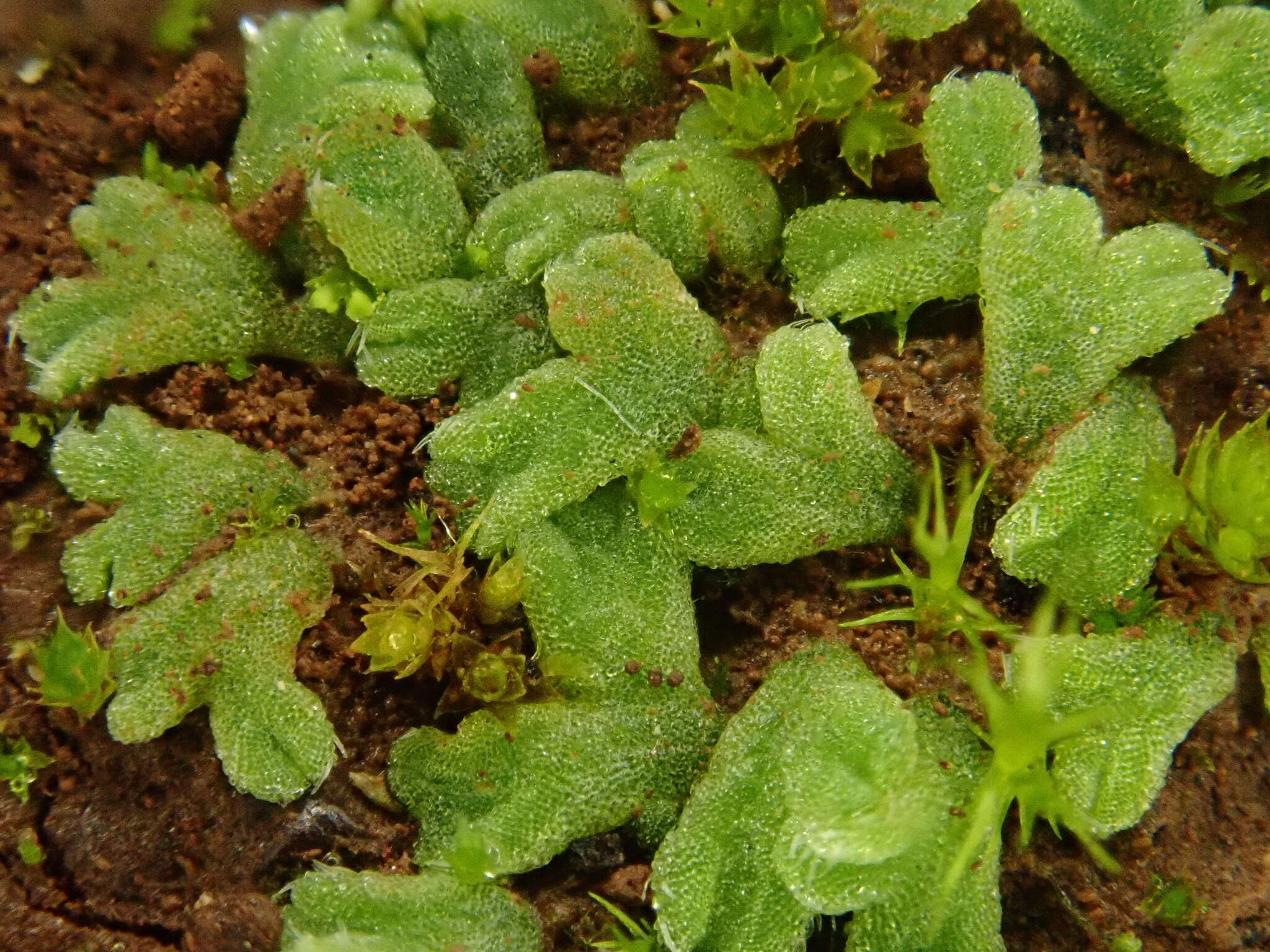 Image of Riccia crozalsii Levier