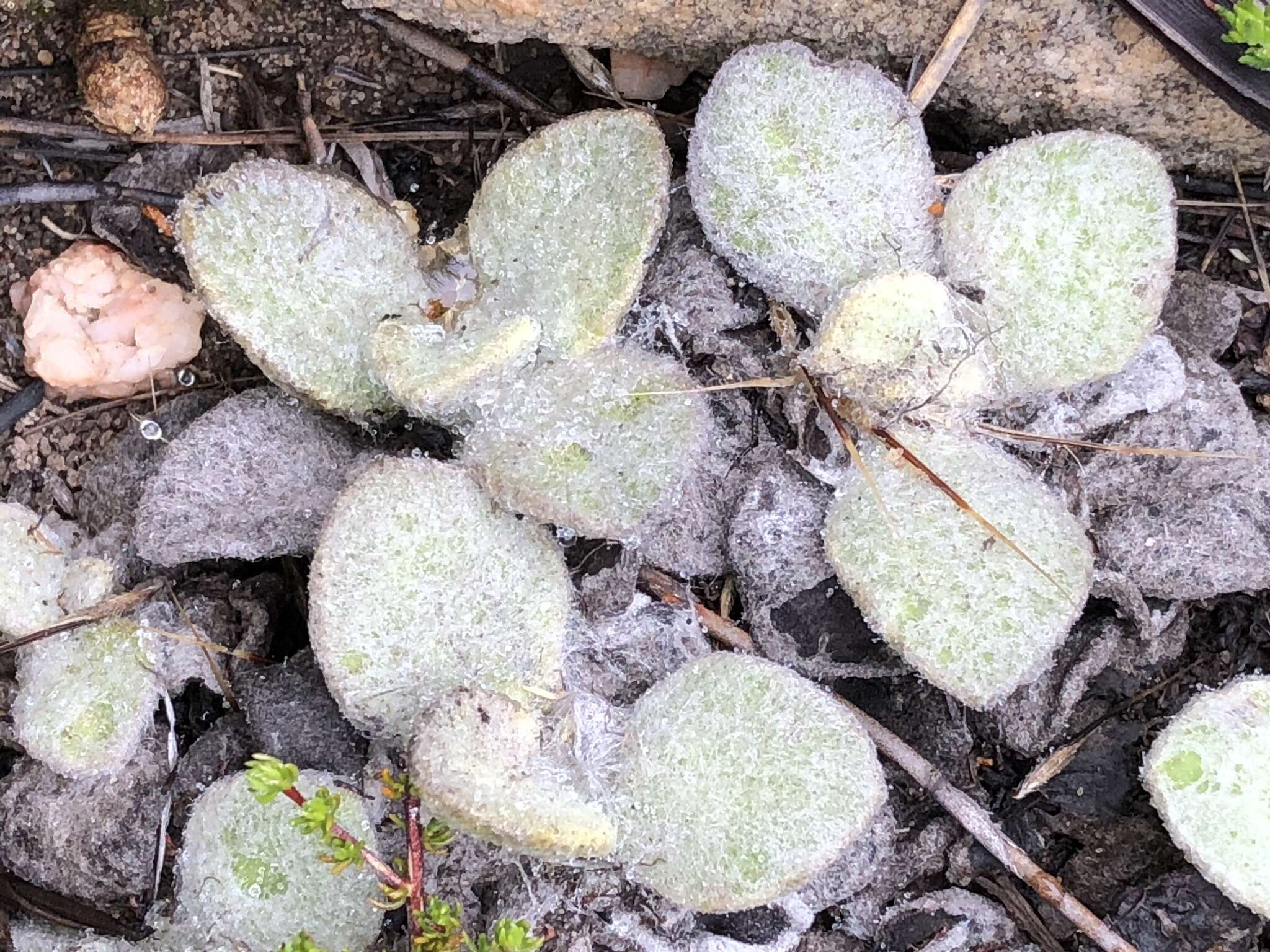 Image de Helichrysum rotundifolium (Thunb.) Less.