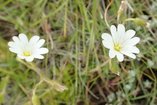 Image of Cerastium arabidis E. Mey. ex Fenzl