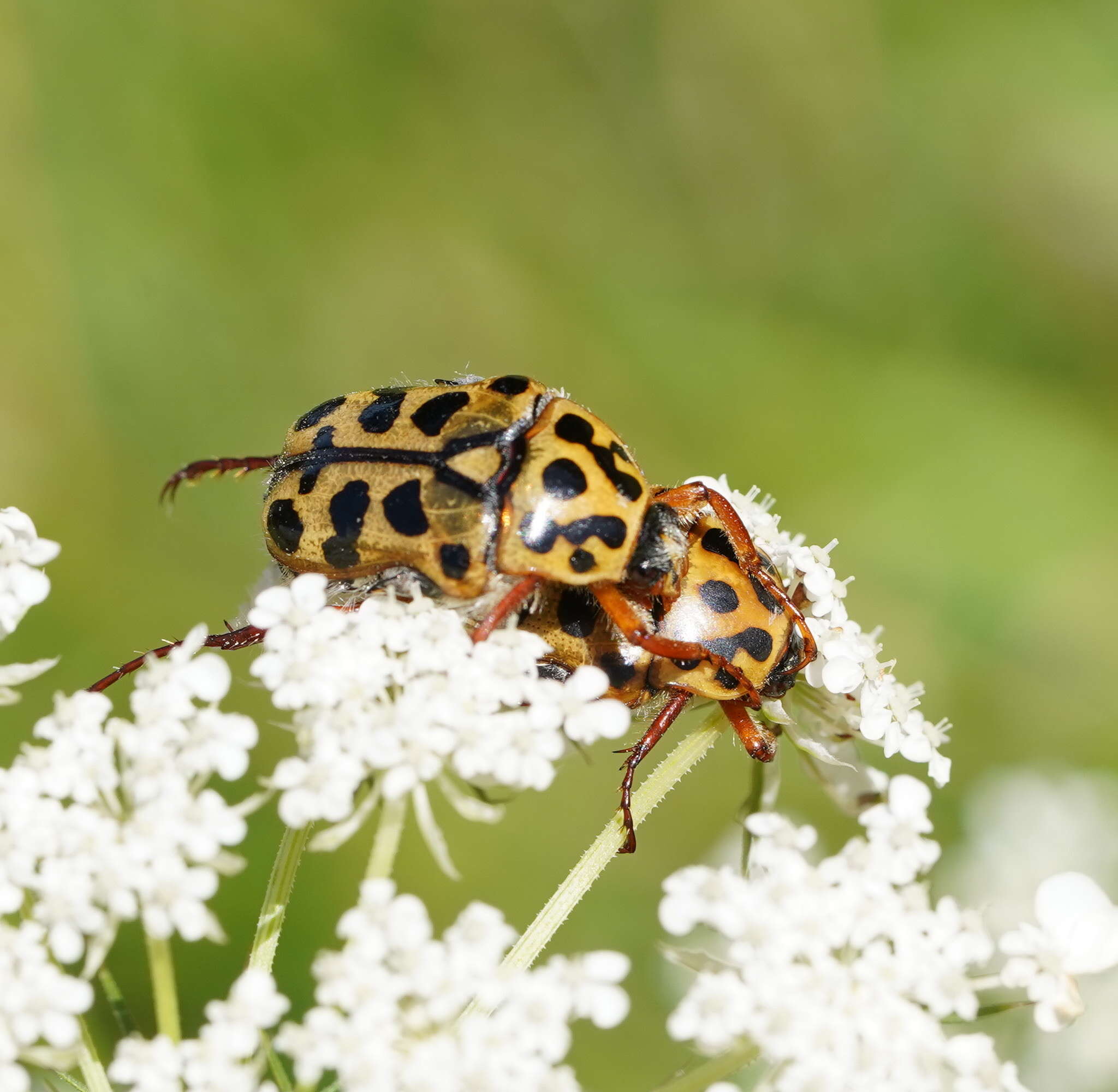 Imagem de Neorrhina