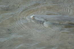 Image of Mud mullet