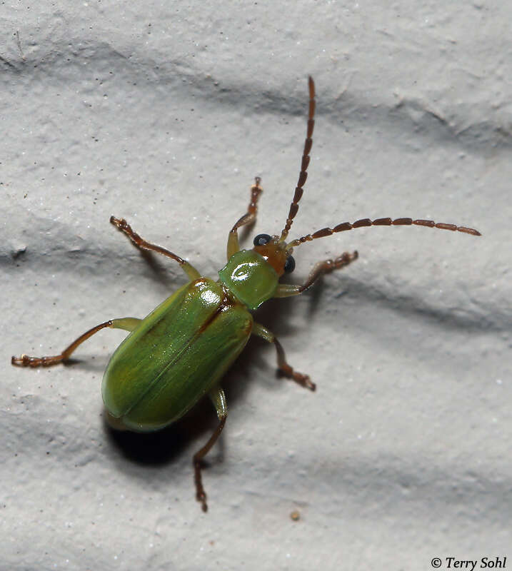 Image of Northern Corn Rootworm