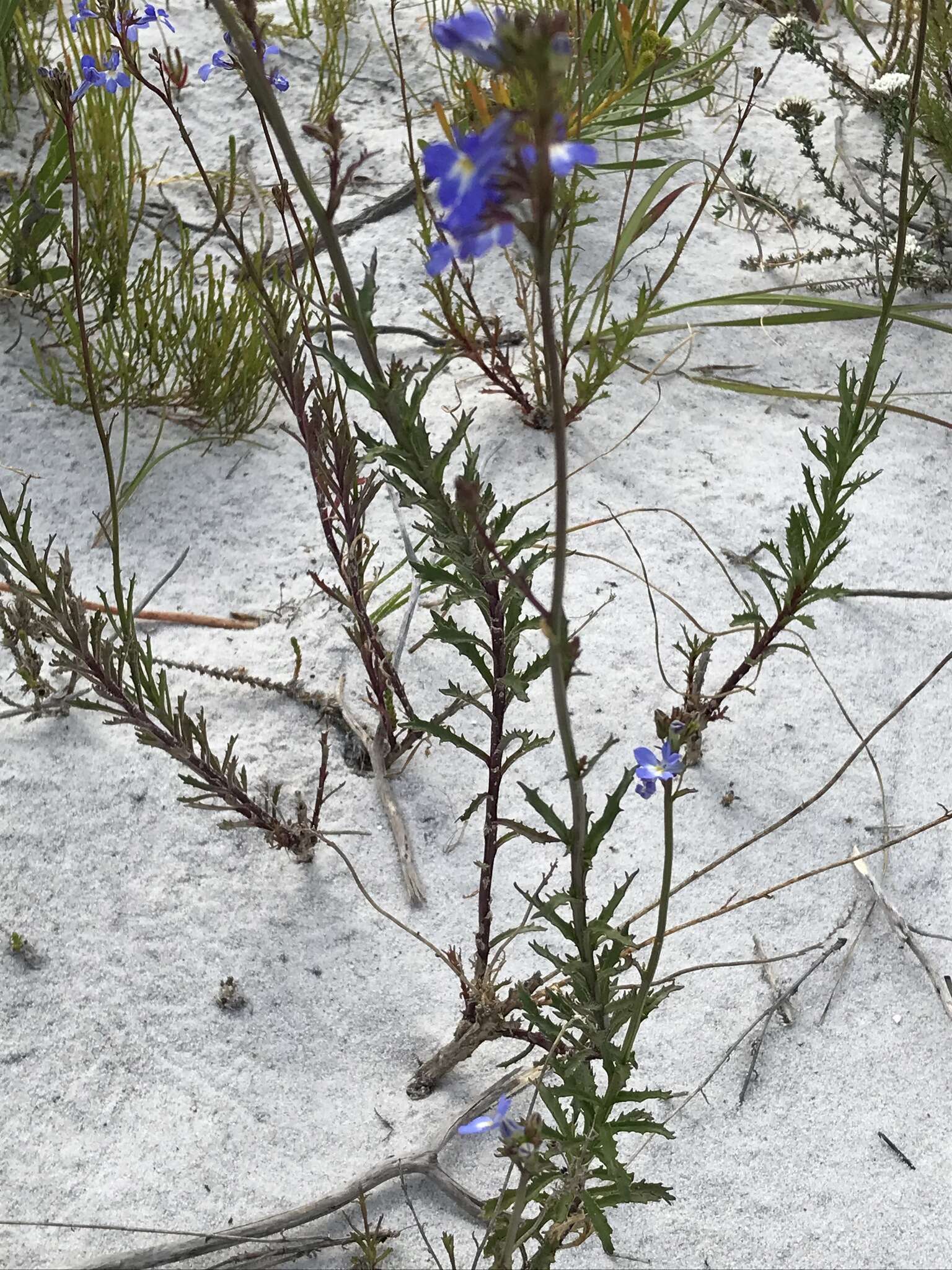 Image de Lobelia comosa L.