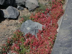 Rumex vesicarius L. resmi