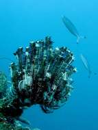 Image of Bottlebrush Feather Star