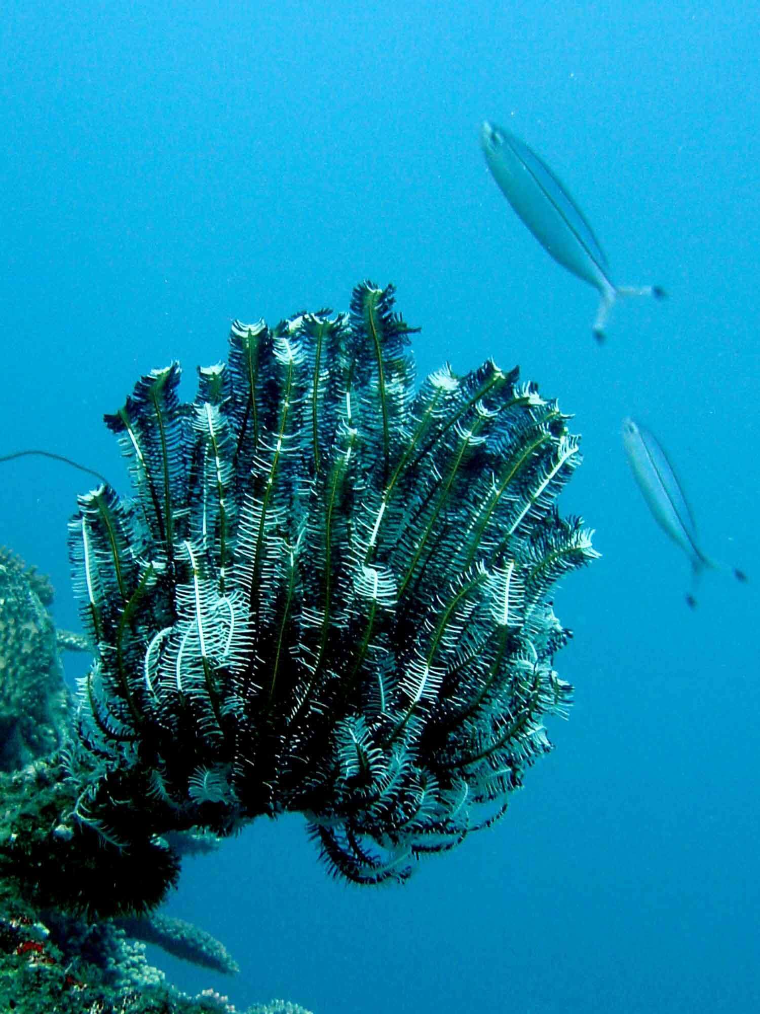 Image of Bottlebrush Feather Star