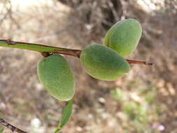 Imagem de Prunus argentea (Lam.) Rehd.