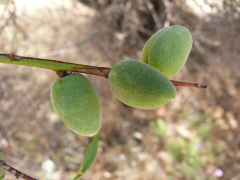 Plancia ëd Prunus argentea (Lam.) Rehd.