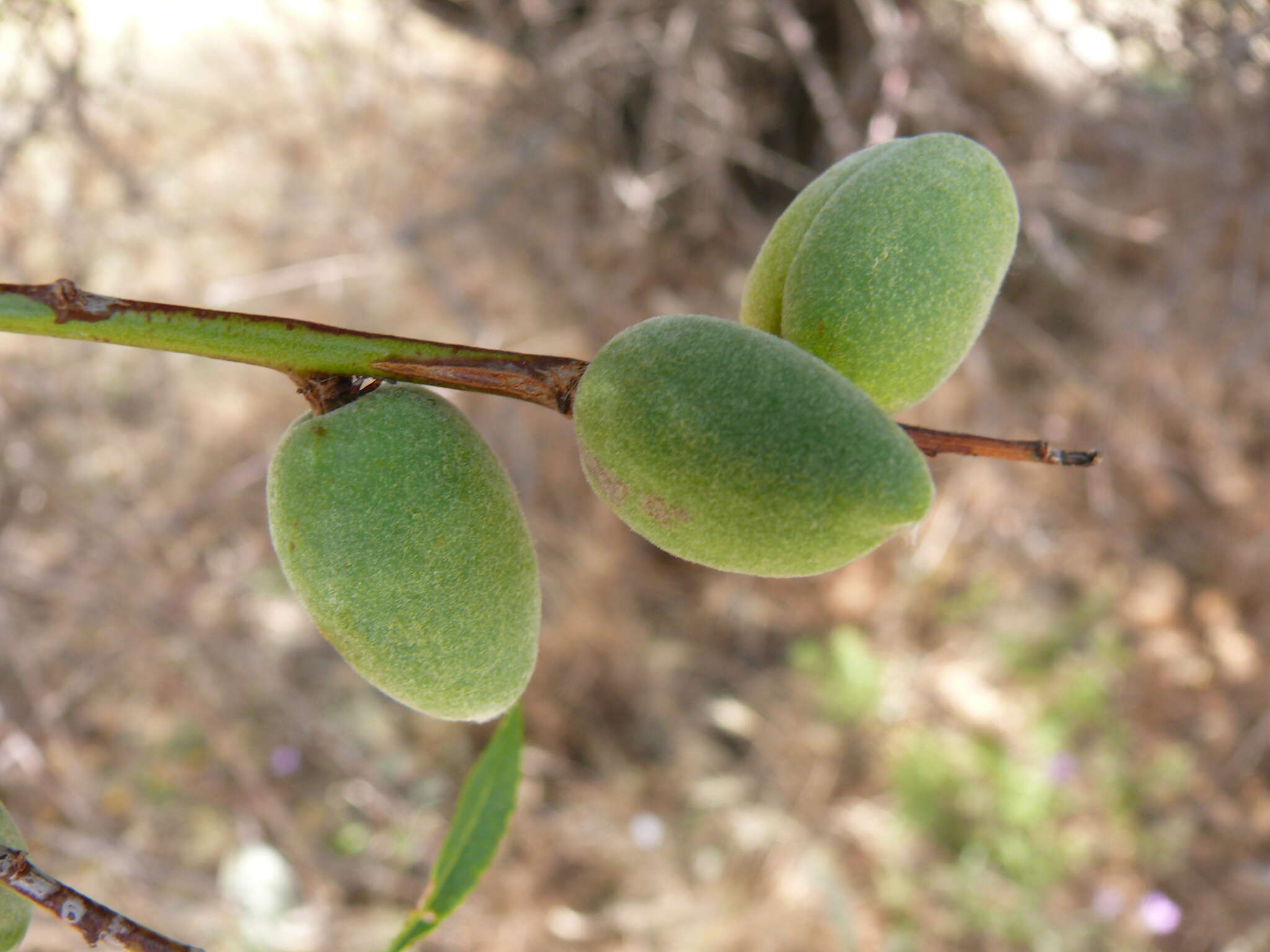 Imagem de Prunus argentea (Lam.) Rehd.