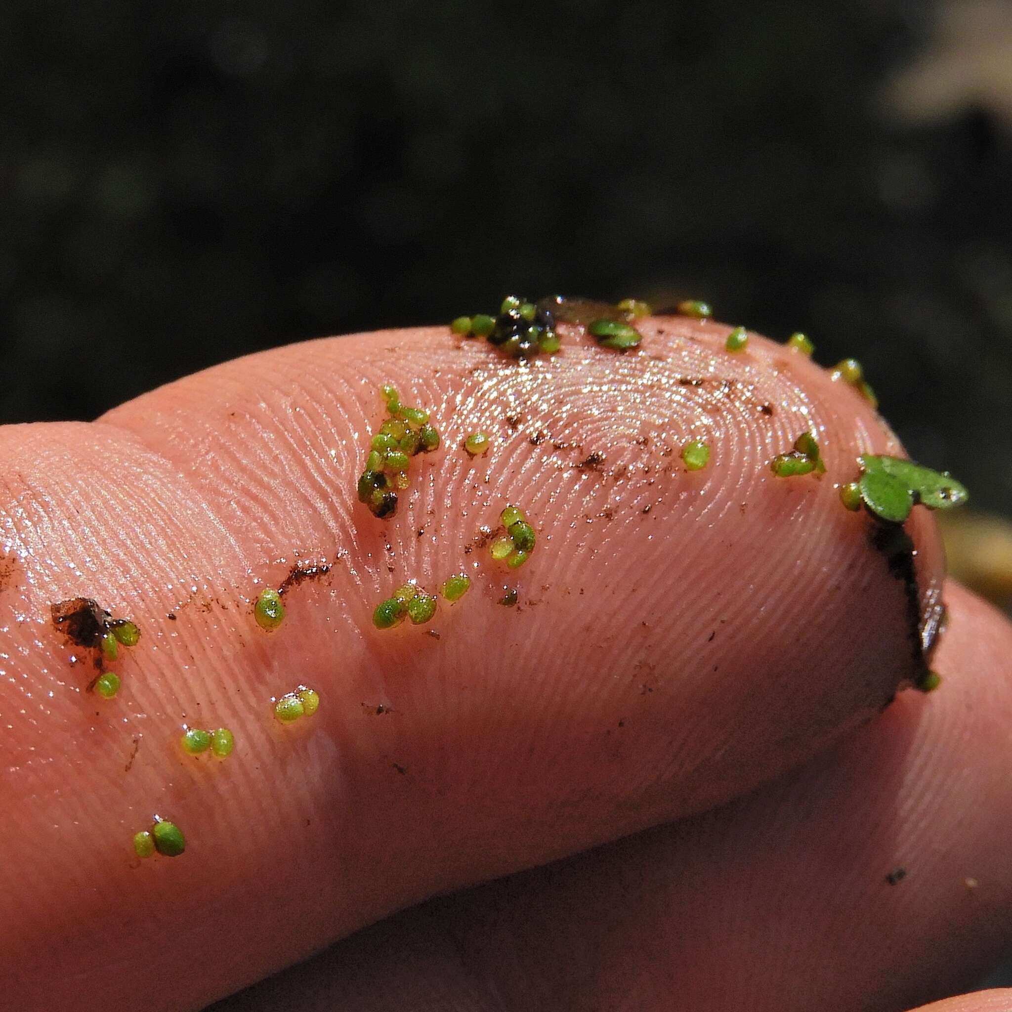 Image of Brazilian water meal