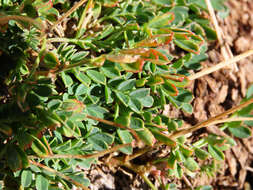 صورة Coronilla vaginalis Lam.