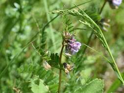 Image of bush vetch