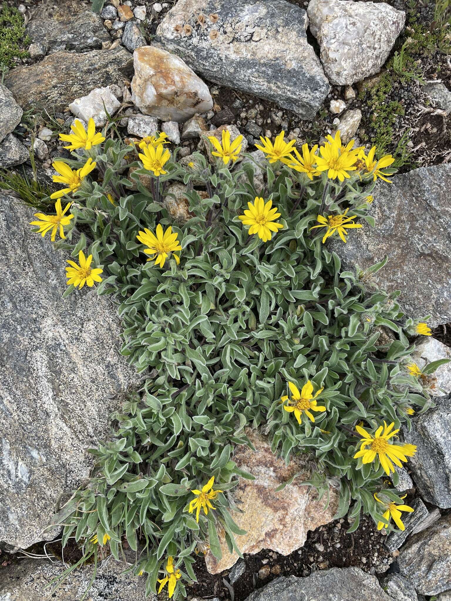 Image de Heterotheca pumila (Greene) J. C. Semple