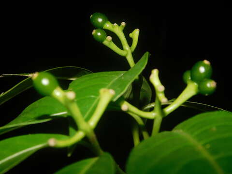 Image of Palicourea grandifructa (C. M. Taylor) C. M. Taylor