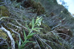 Image of Banded greenhood