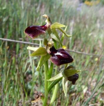 Слика од Ophrys sphegodes subsp. passionis (Sennen) Sanz & Nuet