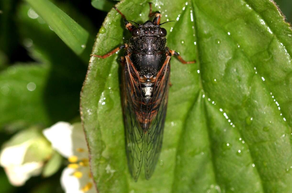 Image of New Forest cicada