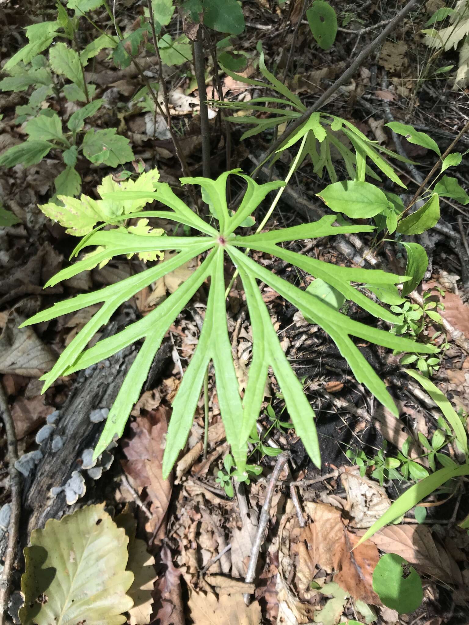 Plancia ëd Syneilesis aconitifolia (Bunge) Maxim.