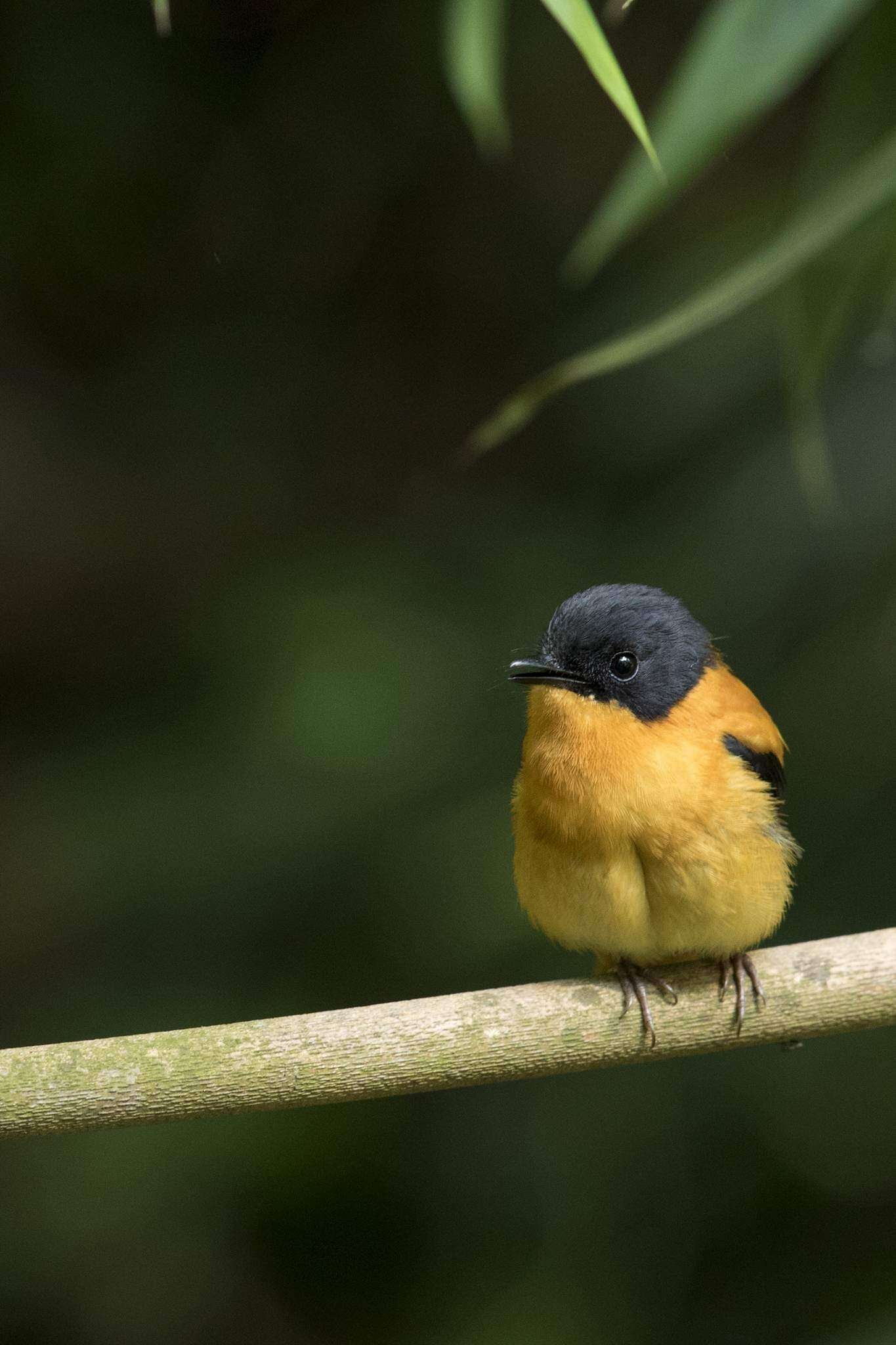 Image of Black-and-orange Flycatcher