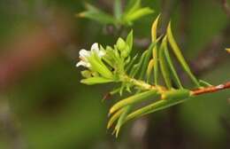 Image of Diosma aristata I. Williams