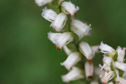 Image of Yellow nodding lady's tresses