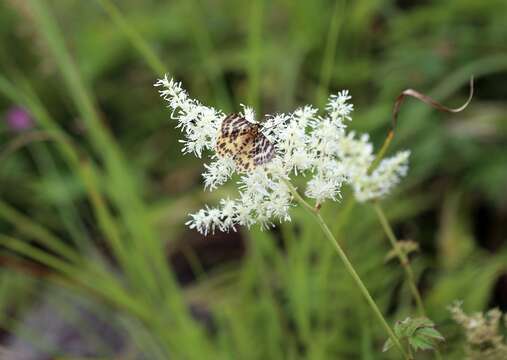 صورة Astilbe formosa Nakai